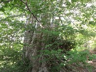 Monte_Zoccolaro - 20100627 041.jpg